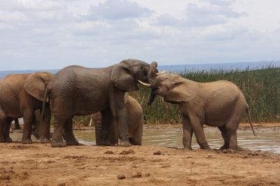 Reisen mit Spezialveranstalter